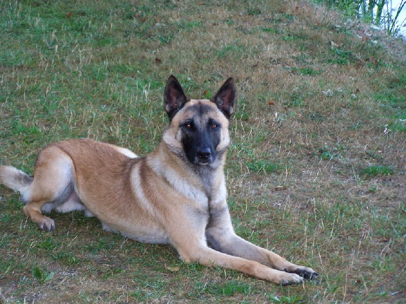 Giric (Sans Affixe)