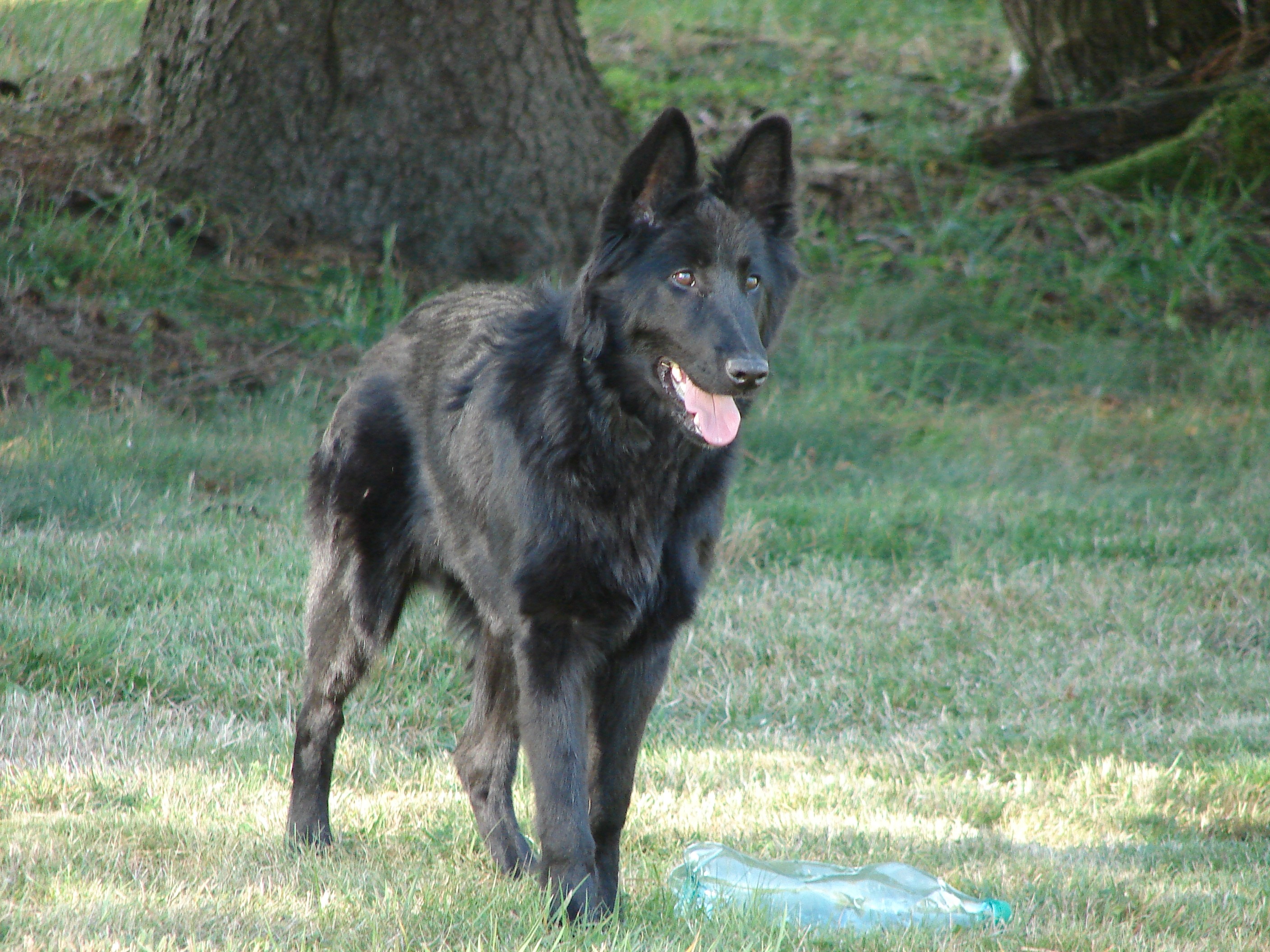 Nelly Du Clan Des Lemovices