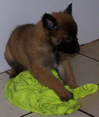 CHIOT
