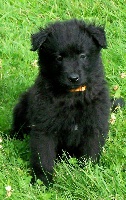 JUNO