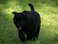 JINKO